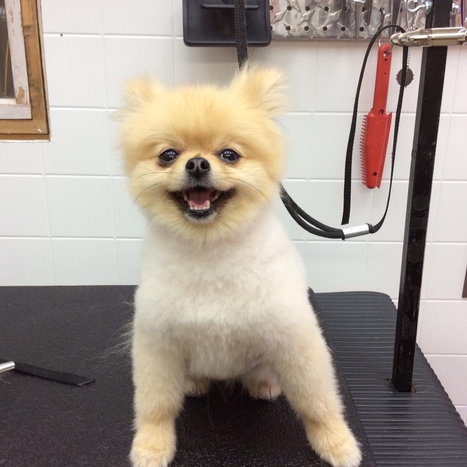 Barkies Paw Spa Dog Grooming | 4809 52 Ave, Bentley, AB T0C 0J0, Canada | Phone: (403) 318-6593