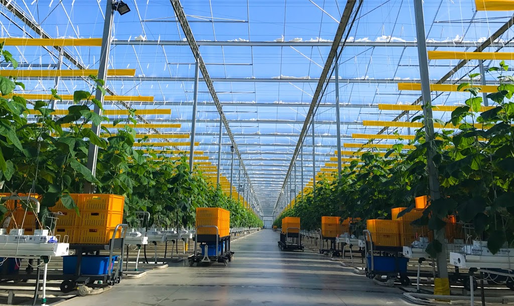 Pure Flavor Farms | 966 ON-77, Staples, ON N0P 2J0, Canada | Phone: (519) 326-8444