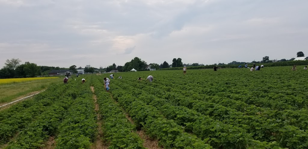 Tigchelaar Berry Farms Pick-your-own Strawberries | 4159 Jordan Rd, Jordan Station, ON L0R 1S0, Canada | Phone: (905) 658-2265