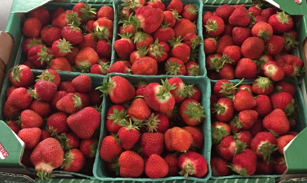 Pinehill Farms | 2662 Huron Rd, New Hamburg, ON N3A 3C9, Canada | Phone: (519) 897-7047