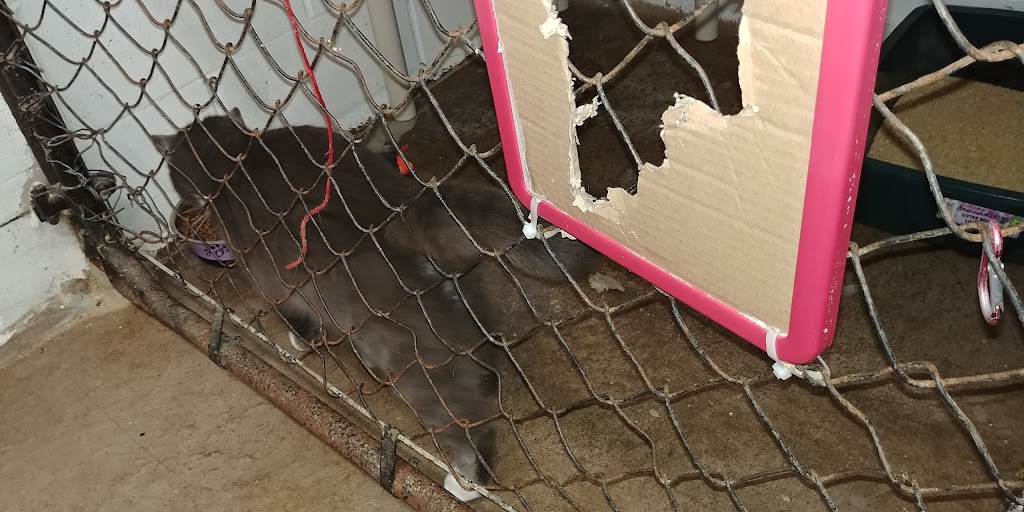 Lillian Allbon Animal Shelter | 798 Smith Rd, Amherst, NS B4H 3Y4, Canada | Phone: (902) 661-7297