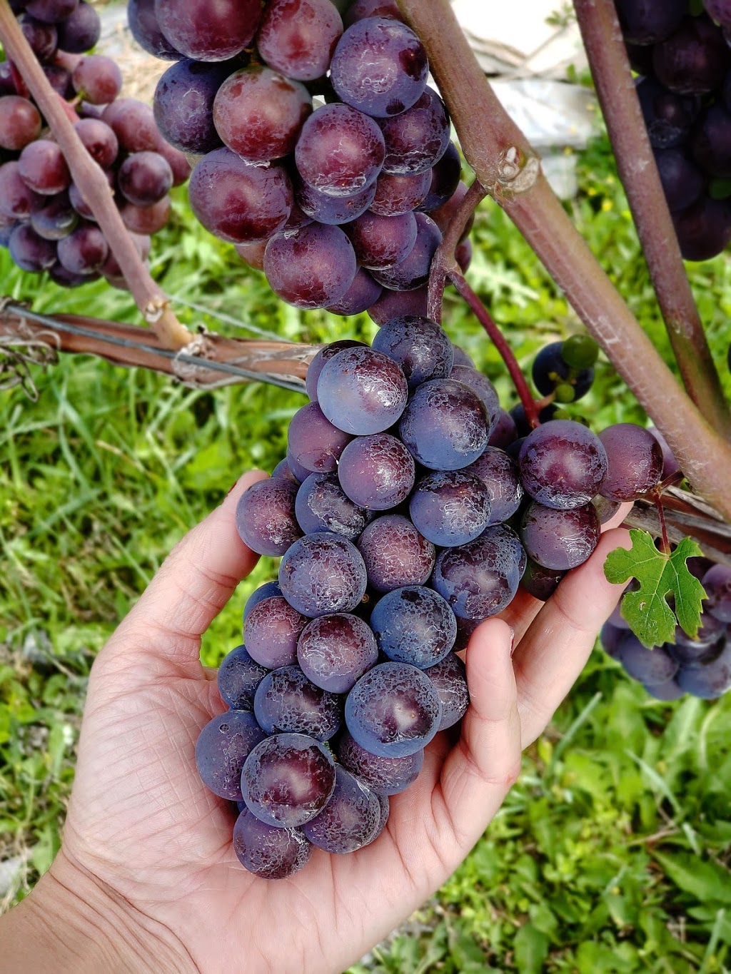 Château de cartes, wine and cider | 1285 Rue Bruce, Dunham, QC J0E 1M0, Canada | Phone: (450) 295-2359