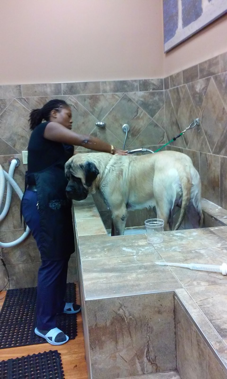Pet Valu | 1510 Dundas St E, Mississauga, ON L4X 1L4, Canada | Phone: (905) 273-9992