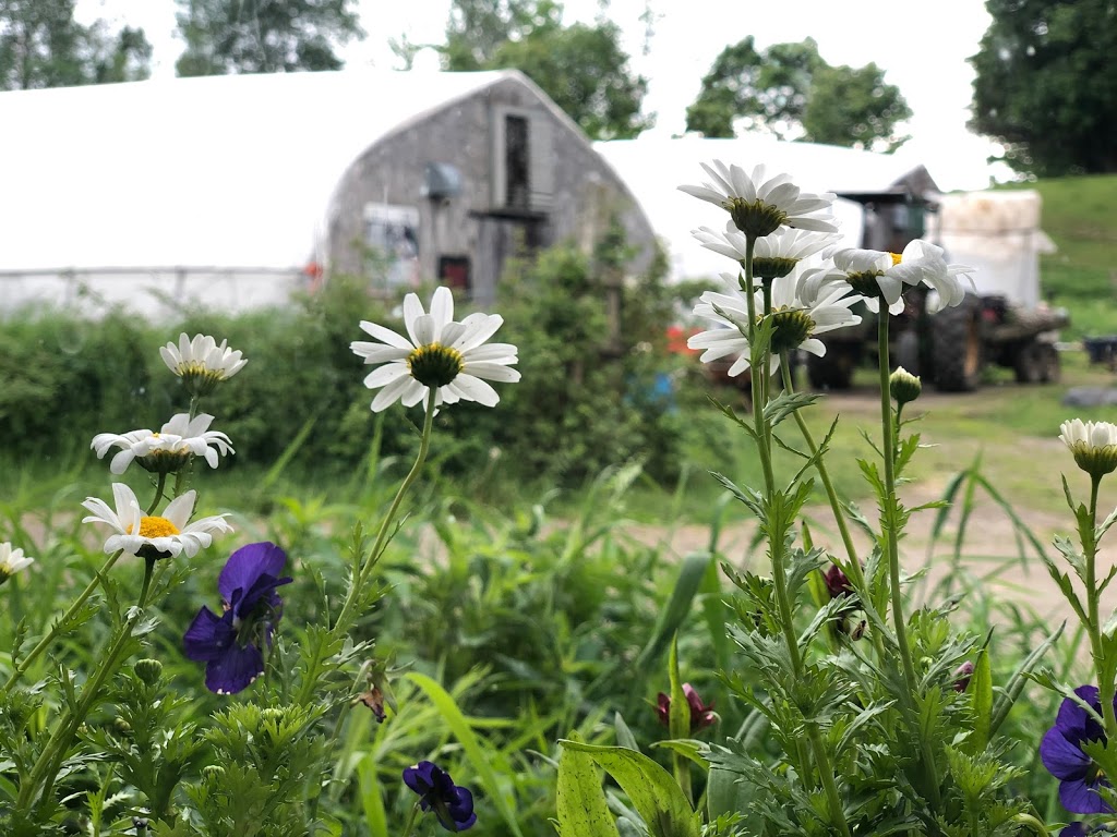 Jardi-fruits dantan - Ferme maraîchère sans pesticides | 555 Chemin Roarke, Saint-Denis-de-Brompton, QC J0B 2P0, Canada | Phone: (819) 846-4921