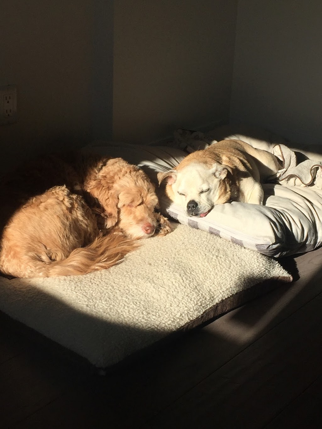Pet Solutions Canada | 3350 Dufferin St, North York, ON M6A 3A4, Canada | Phone: (416) 787-3200