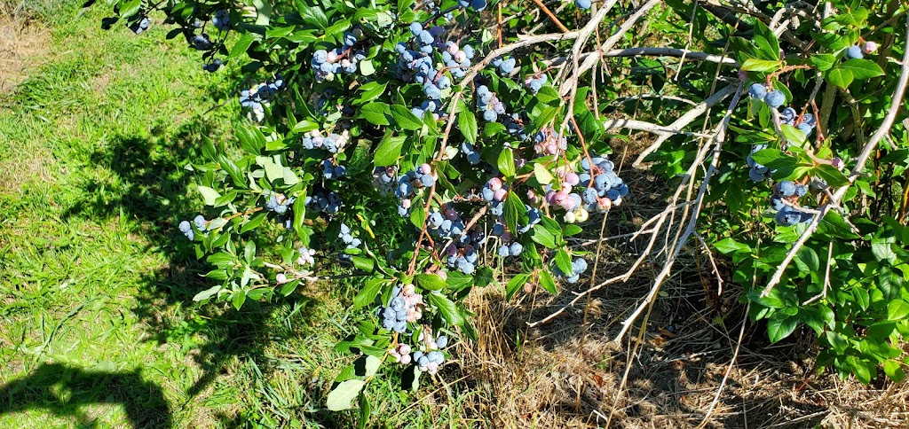 Bleuetière Planète Bleue | 245 Rang Saint-Jean-Baptiste, Saint-Chrysostome, QC J0S 1R0, Canada | Phone: (450) 826-3957