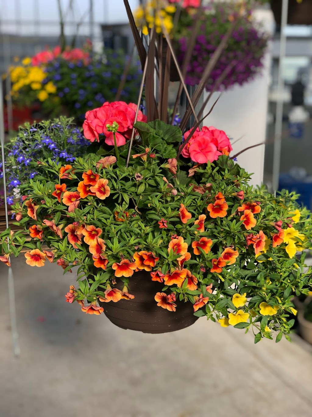 Westland Greenhouse (Jordan) Ltd | 4428 15th St, Jordan Harbour, ON L0R 1S0, Canada | Phone: (905) 562-7022