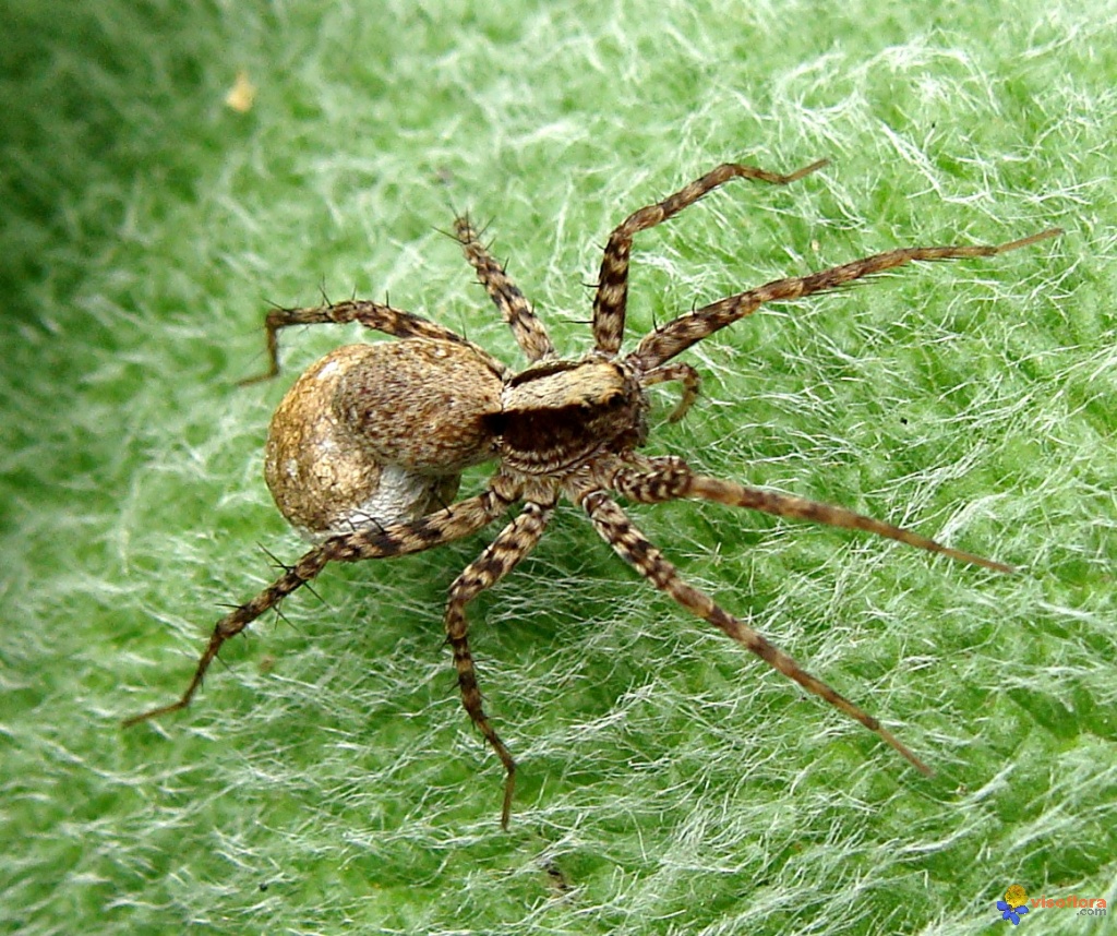 verminix gestion parasitaire et extermination | 2779 des, Rue des Perce Neige, Vaudreuil-Dorion, QC J7V 9T5, Canada | Phone: (514) 402-7193
