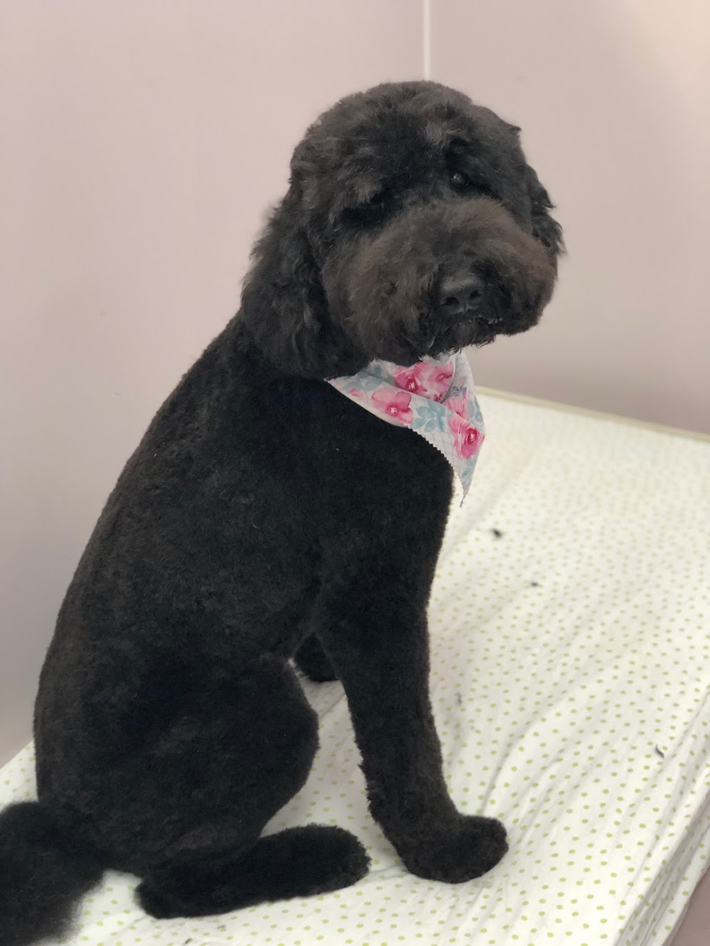 Canine Design | 59053 Gratiot Ave, New Haven, MI 48048, USA | Phone: (586) 453-8531