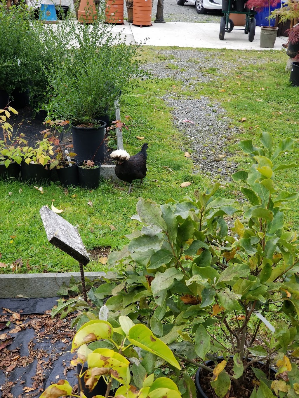 Springtime Garden Centre | 5300 Yukon Ave, Powell River, BC V8A 4H4, Canada | Phone: (604) 483-3681