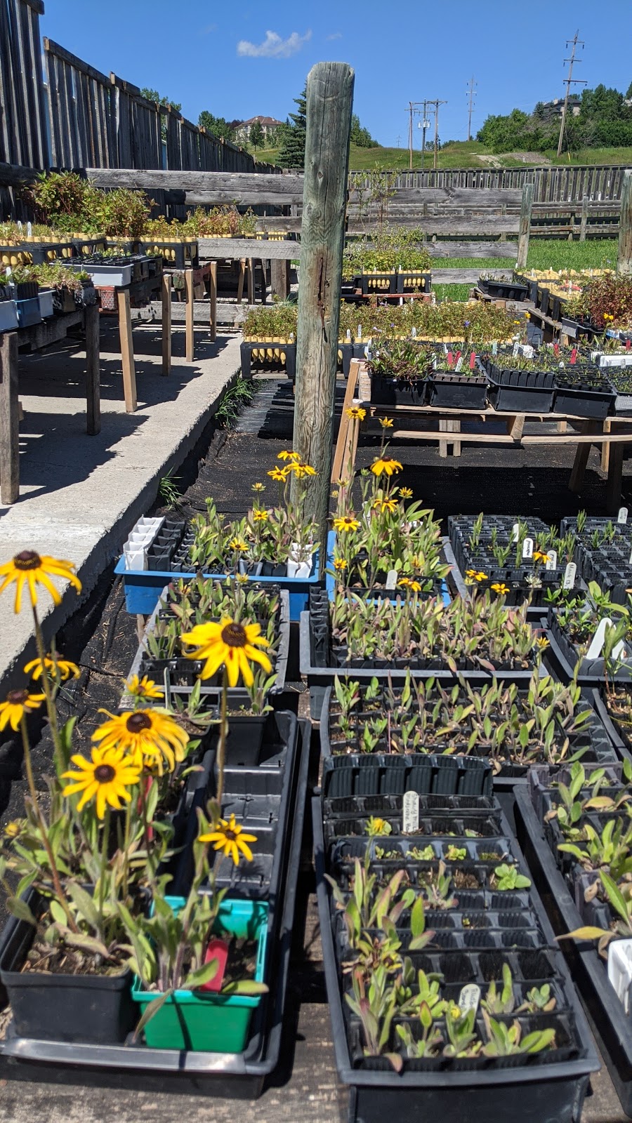 ALCLA Native Plants | Visits By Appointment Only, Calgary, AB T3L 2P5, Canada | Phone: (403) 889-4795