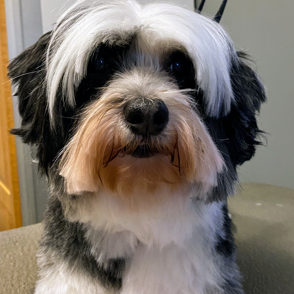 Hollywood Paws and Grooming | 471 McLean School Rd, Saint George, ON N0E 1N0, Canada | Phone: (289) 795-7024