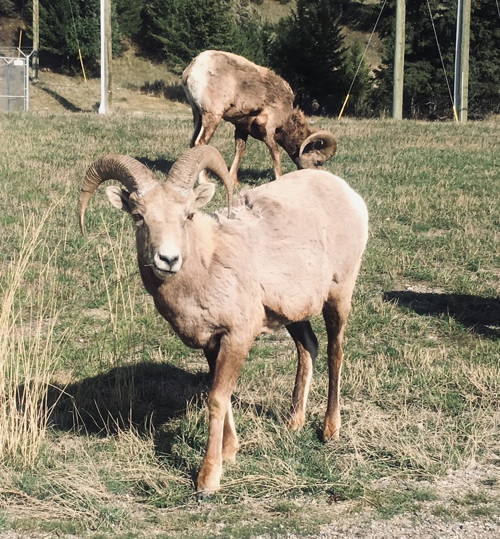 Radium Elk Park B&B | 4943 Saddlewood Ln, Radium Hot Springs, BC V0A 1M0, Canada | Phone: (250) 347-9522
