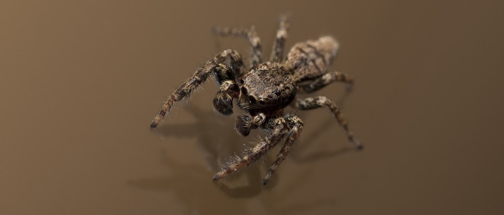 Conclusion Pest Control | 7, 1800 D Main St, Saskatoon, SK S7H 4B3, Canada | Phone: (306) 715-1717