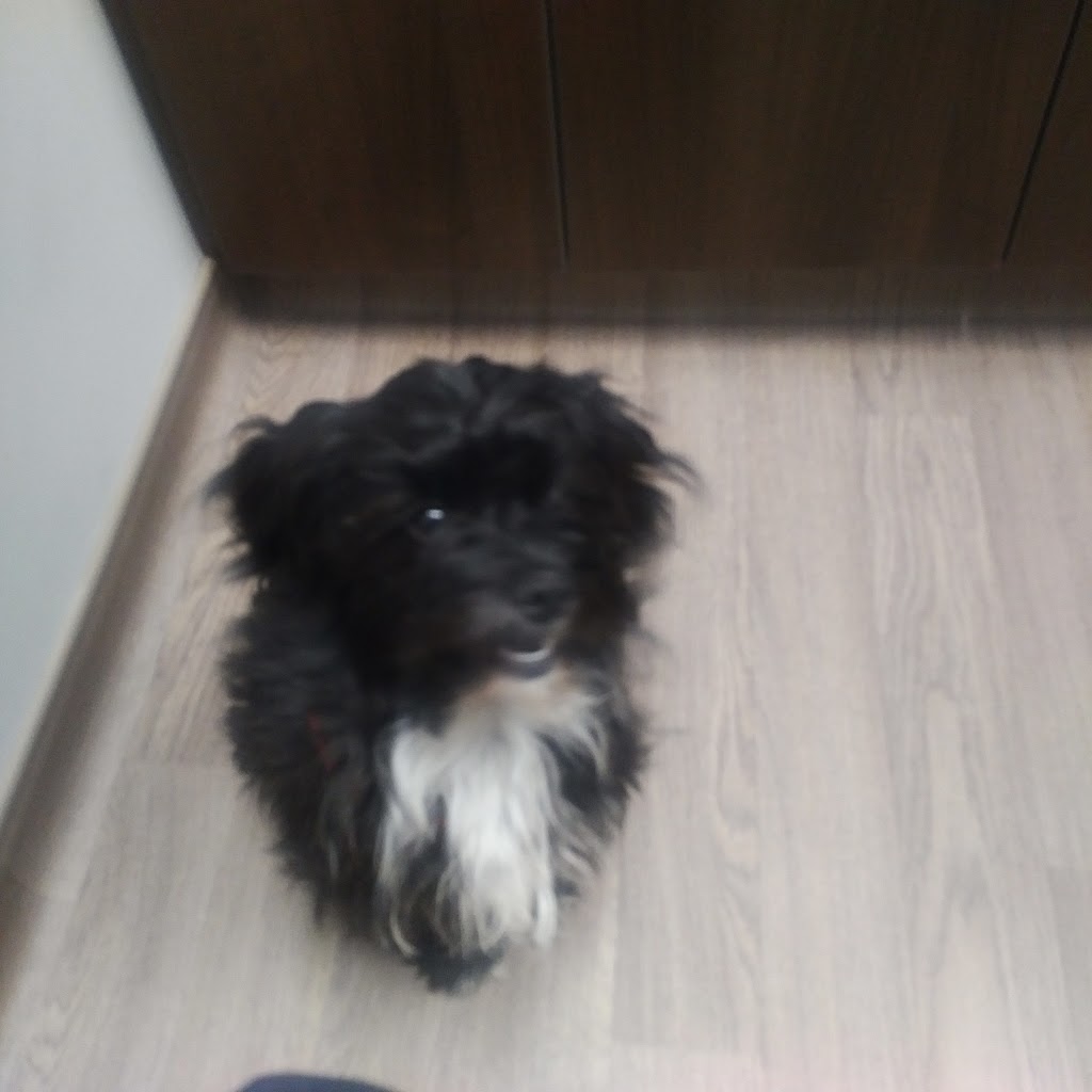 Bridgwater Veterinary Hospital & Wellness Center | 100-350 North Town Road, Winnipeg, MB R3Y 0Y4, Canada | Phone: (204) 452-0911