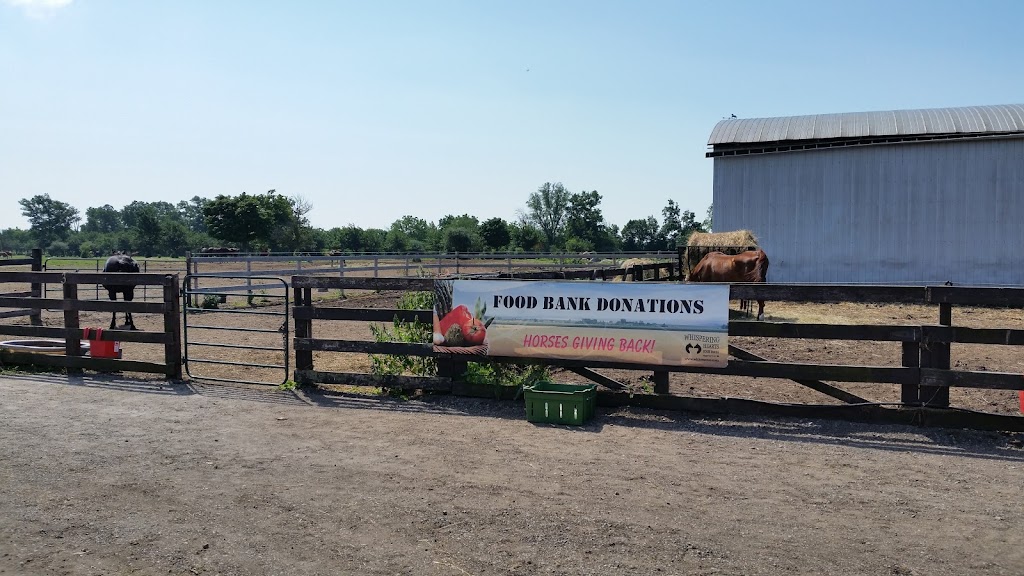 Whispering Hearts Horse Rescue | 1652 Concession 10 Walpole, Hagersville, ON N0A 1H0, Canada | Phone: (905) 768-9951