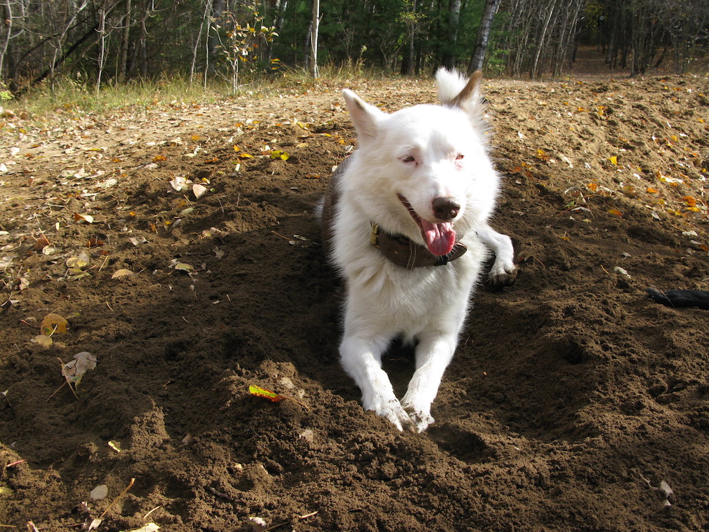 Dogawalk Adventures | 2592 Concession Rd 12, Pakenham, ON K0A 2X0, Canada | Phone: (613) 793-7347