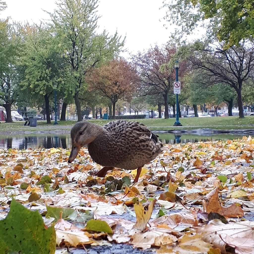 Parc Wilfrid-Bastien | 8255 Boulevard Lacordaire, Saint-Léonard, QC H1R 3B1, Canada | Phone: (514) 872-0311