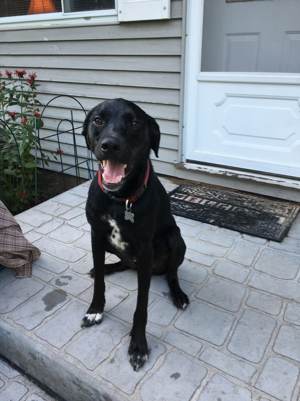 Wadhams Road Animal Care Center | 635 Wadhams Rd, Kimball, MI 48074, USA | Phone: (810) 367-6115