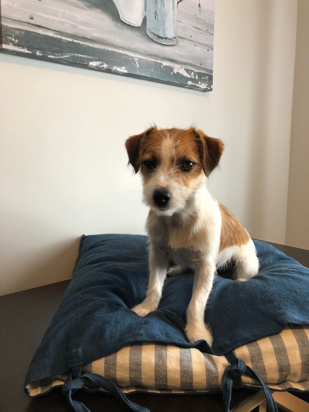 Valentina Jack Russell Terrier | 982 QC-317, Thurso, QC J0X 3B0, Canada | Phone: (819) 983-6665