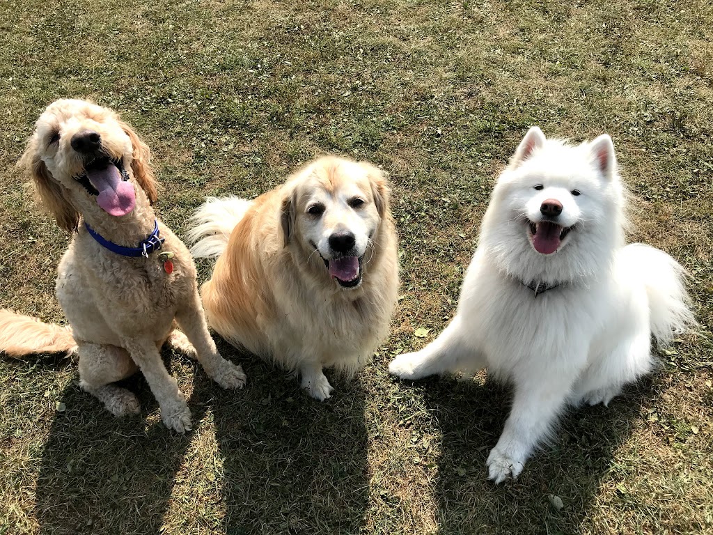 Aces High Dog Services | 162 Berry Rd, Etobicoke, ON M8Y 1W5, Canada | Phone: (416) 702-4106
