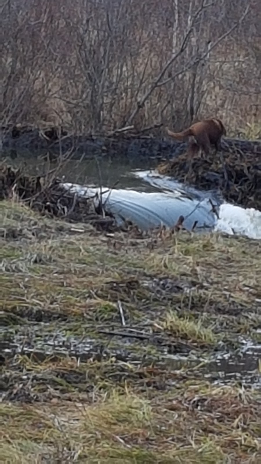 Bilby Natural Area | Range Rd 14, Onoway, AB T0E 1V0, Canada | Phone: (780) 960-8170
