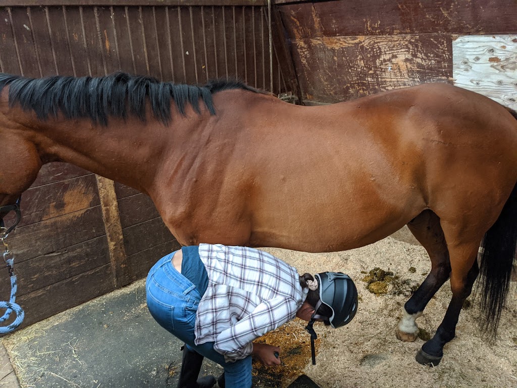 Paramount Equestrian Centre | Deerview Dr, De Winton, AB T0L 0X0, Canada | Phone: (403) 938-3671