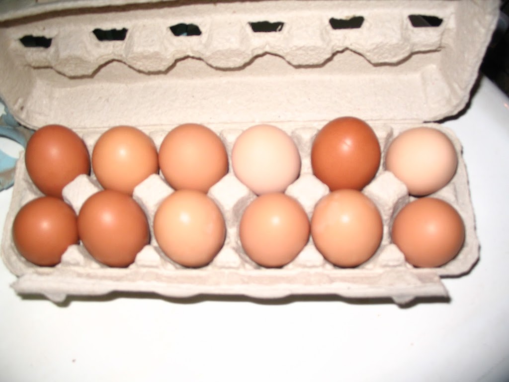 Roberts Creek Community Farm Market | 1309 Roberts Creek Rd, Roberts Creek, BC V0N 2W2, Canada | Phone: (604) 315-4328