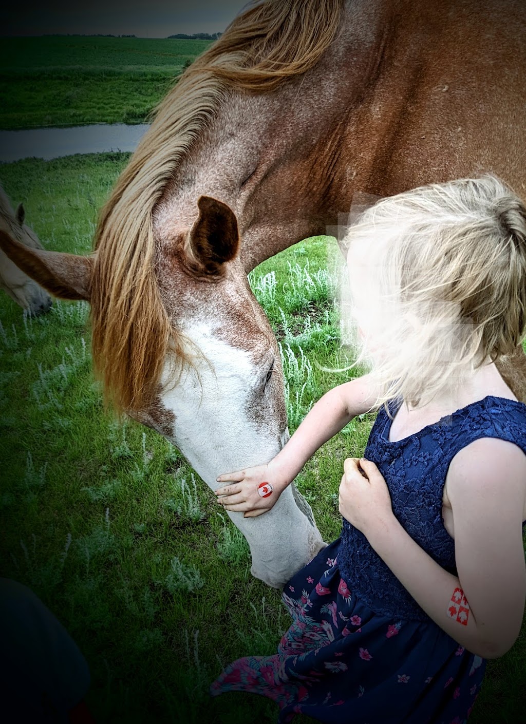 Heart Echo Equines | Range Rd 140, Killam, AB T0B 2L0, Canada | Phone: (780) 385-8816