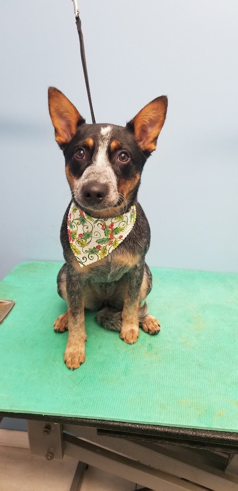 Grooming by Kerri | 63308, Range Rd 271, Jarvie, AB T0B 4B0, Canada | Phone: (780) 224-7064