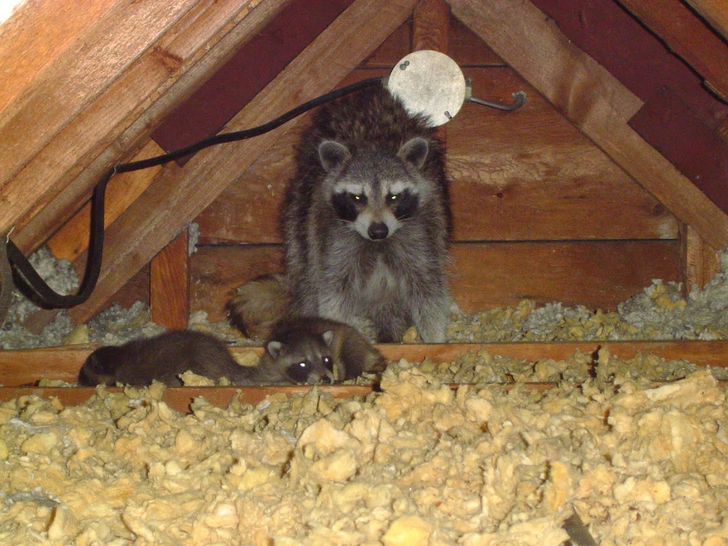 Skedaddle Humane Wildlife Control | 55 Chamberlin Dr, Cambridge, ON N1T 1M3, Canada | Phone: (519) 658-4400