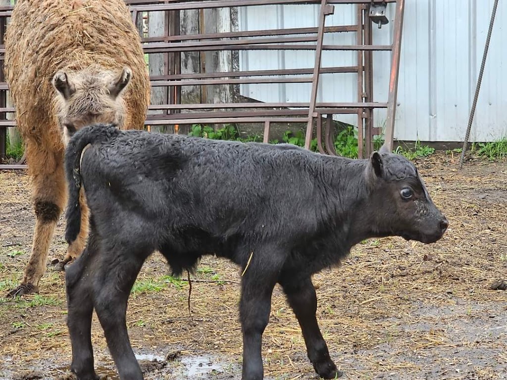 Mini Acres Ranch | Box 56, McCreary, MB R0J 1B0, Canada | Phone: (204) 647-0604