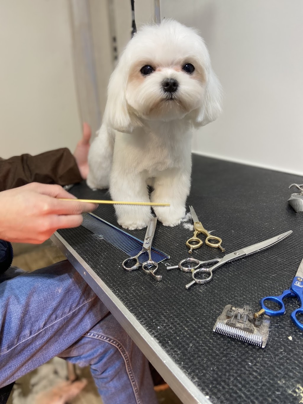 pawfect pet grooming 仙宠宠物美容 | 4933 Kersland Dr, Vancouver, BC V5Y 2M8, Canada | Phone: (778) 233-0266