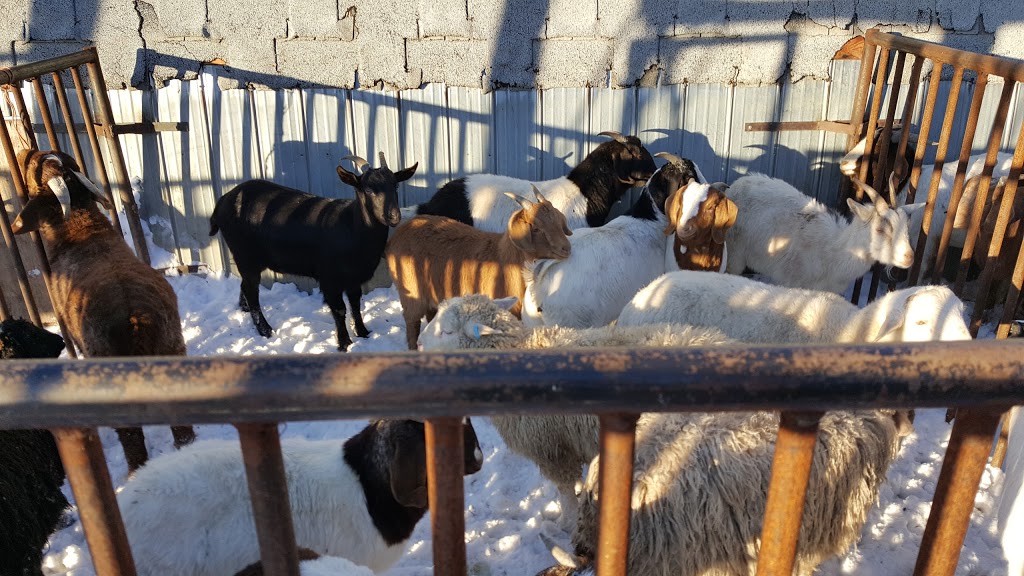 Ron Goat Farm | AB-836, Carbon, AB T0M 0L0, Canada | Phone: (403) 572-3136