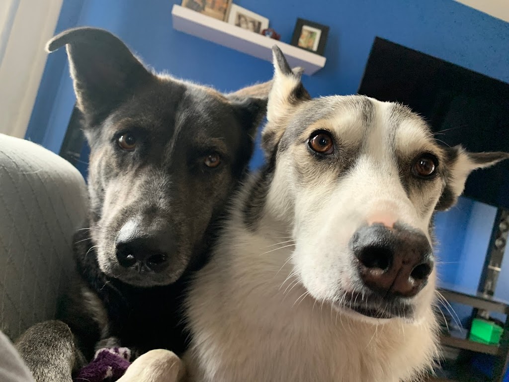 Éducation canine Aux Pieds | 33 Rue des Merisiers, Saint-Rémi, QC J0L 2L0, Canada | Phone: (514) 773-8231