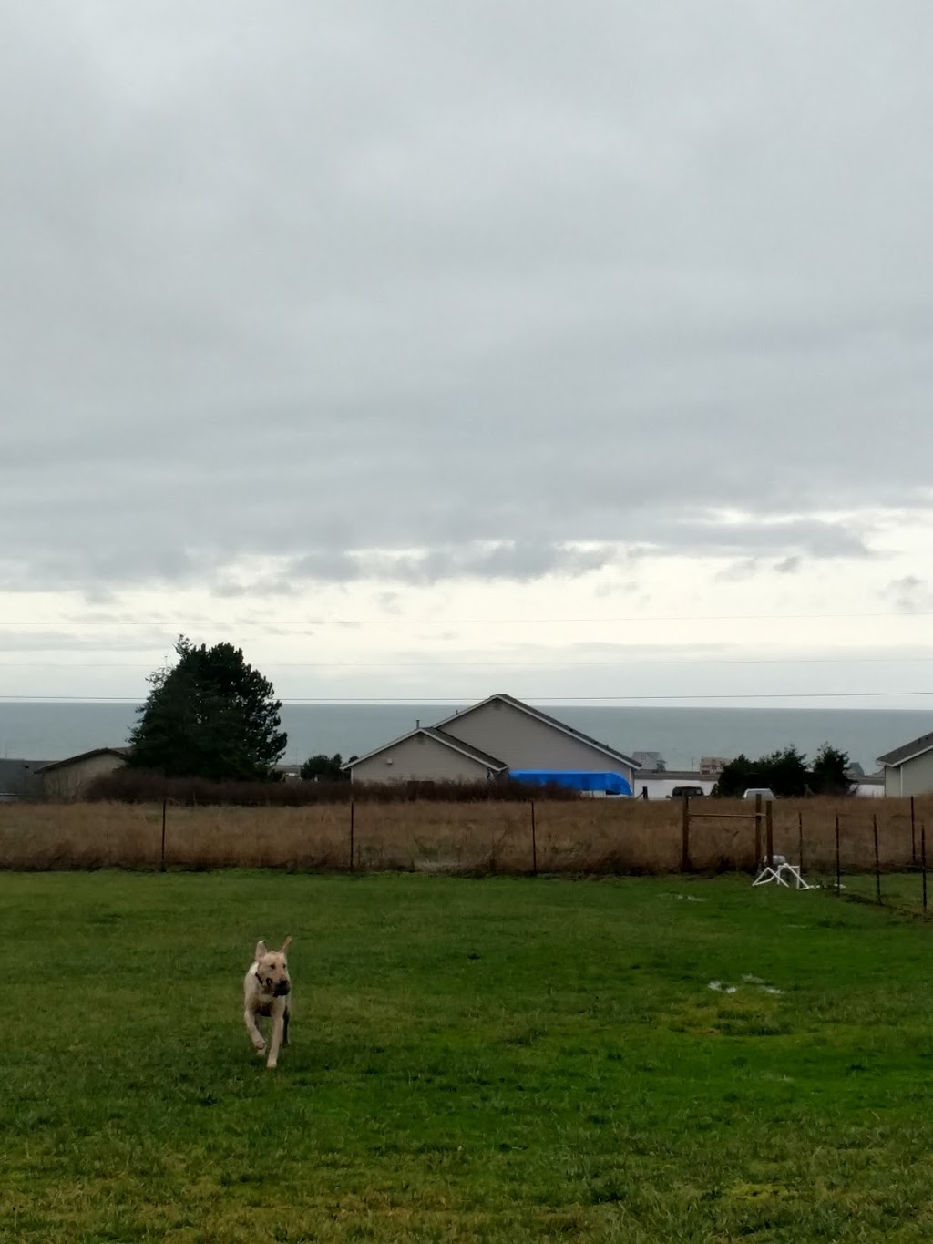 Sunset Kennel & Grooming | 1614 Swantown Rd, Oak Harbor, WA 98277, USA | Phone: (360) 675-7288