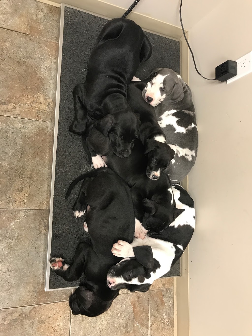 Wingham Veterinary Clinic | 11 Alfred St E, Wingham, ON N0G 2W0, Canada | Phone: (519) 357-2471