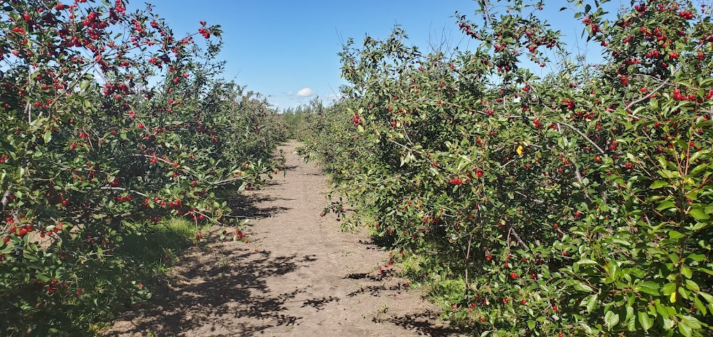 Sunnybrook Hill Orchard | point of interest | 48041 - RR 22 Sunnybrook, Thorsby, AB T0C 2P0, Canada | 7807194078 OR +1 780-719-4078