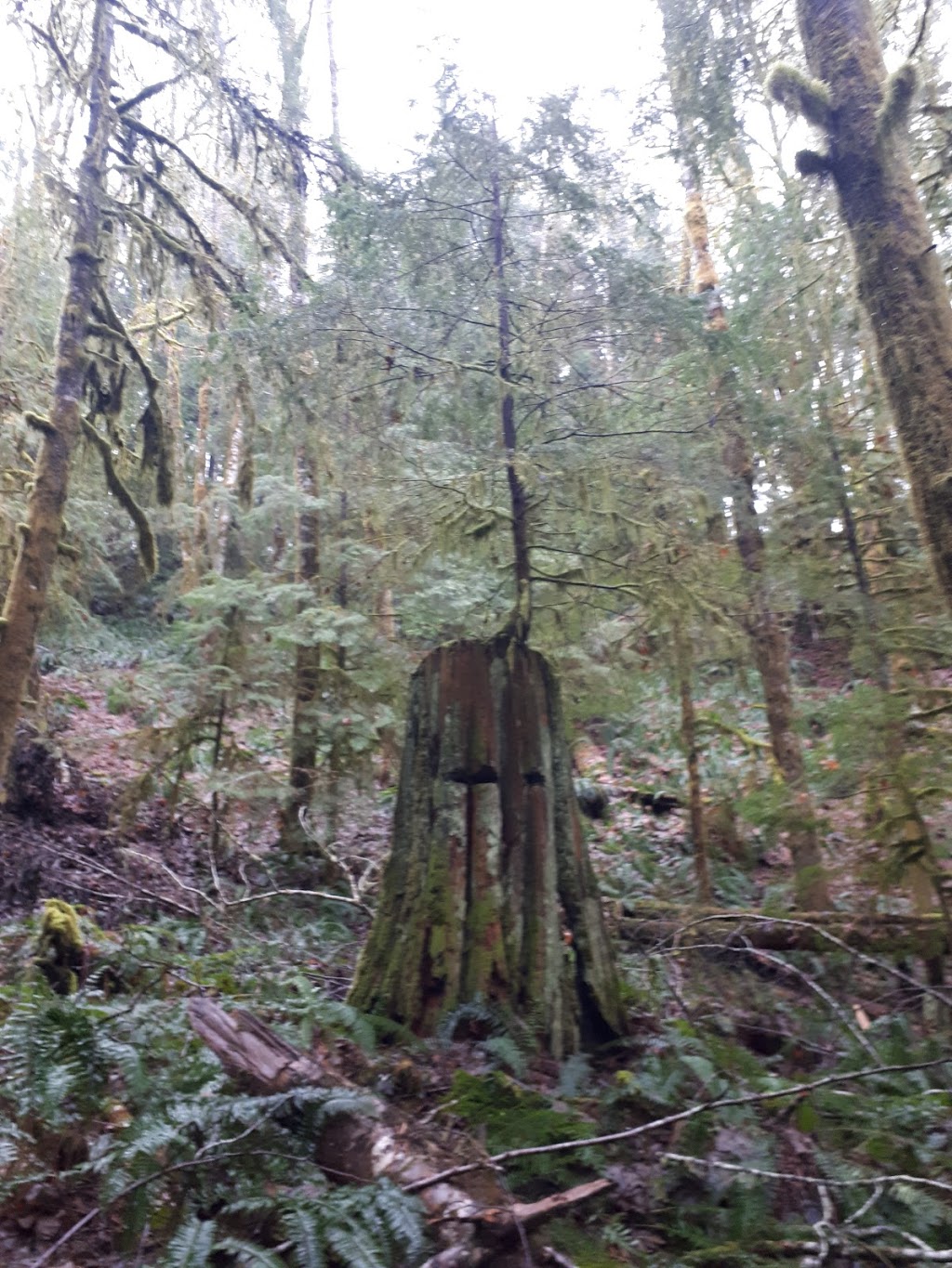 Kingburne Park | 2386 Gray Ln, Cobble Hill, BC V0R 1L5, Canada | Phone: (250) 746-2620