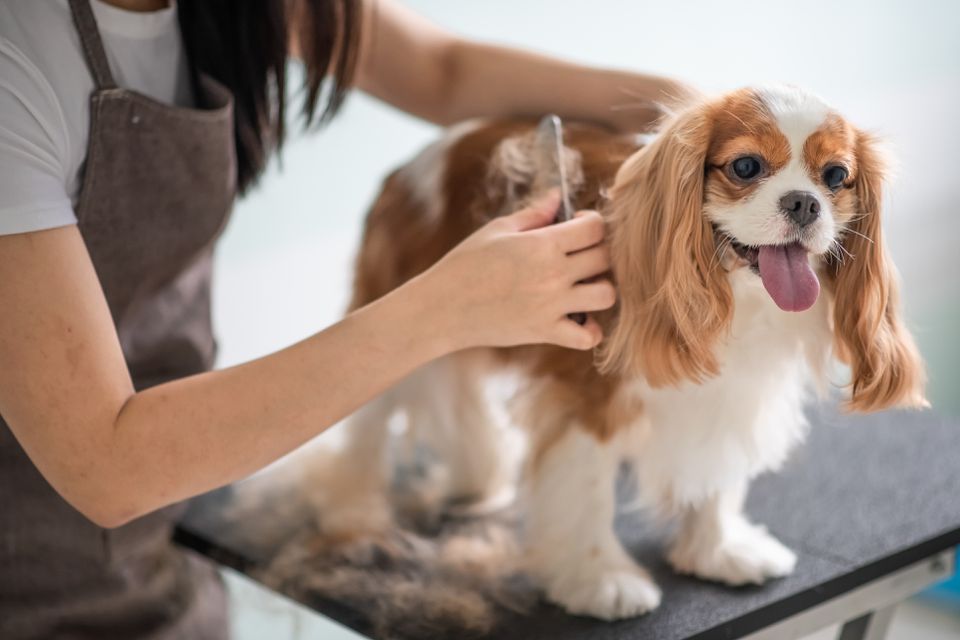 Brendas Dog Spa | 2171 Dunwin Dr #10, Mississauga, ON L5L 1X2, Canada | Phone: (647) 968-6722