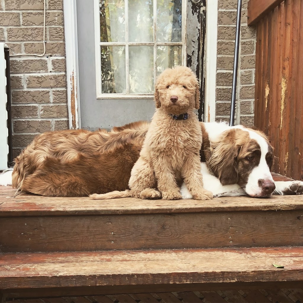 Healthy Houndz Dog Services | 258 Haddington Ave, North York, ON M5M 2P9, Canada | Phone: (416) 450-4235