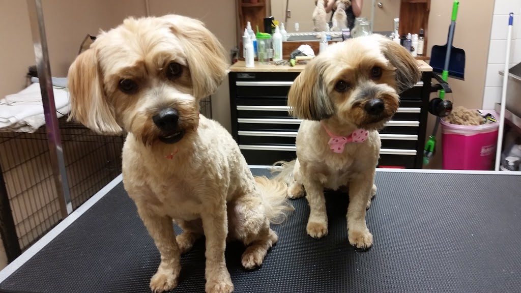 Pet Valu | 1490 Richmond Rd, Ottawa, ON K2B 6S1, Canada | Phone: (613) 820-1409
