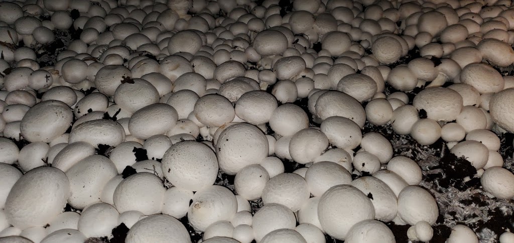 Highline Mushrooms | 2646 Division Rd, Kingsville, ON N9Y 2E5, Canada | Phone: (519) 733-5215