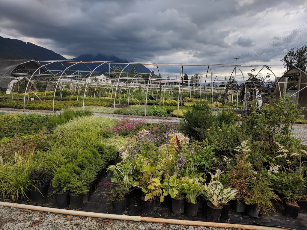 Mandip Bhullar Farms And Nursery | 36545 Lougheed Hwy, Fraser Valley G, BC V2V 7K6, Canada | Phone: (604) 751-3437