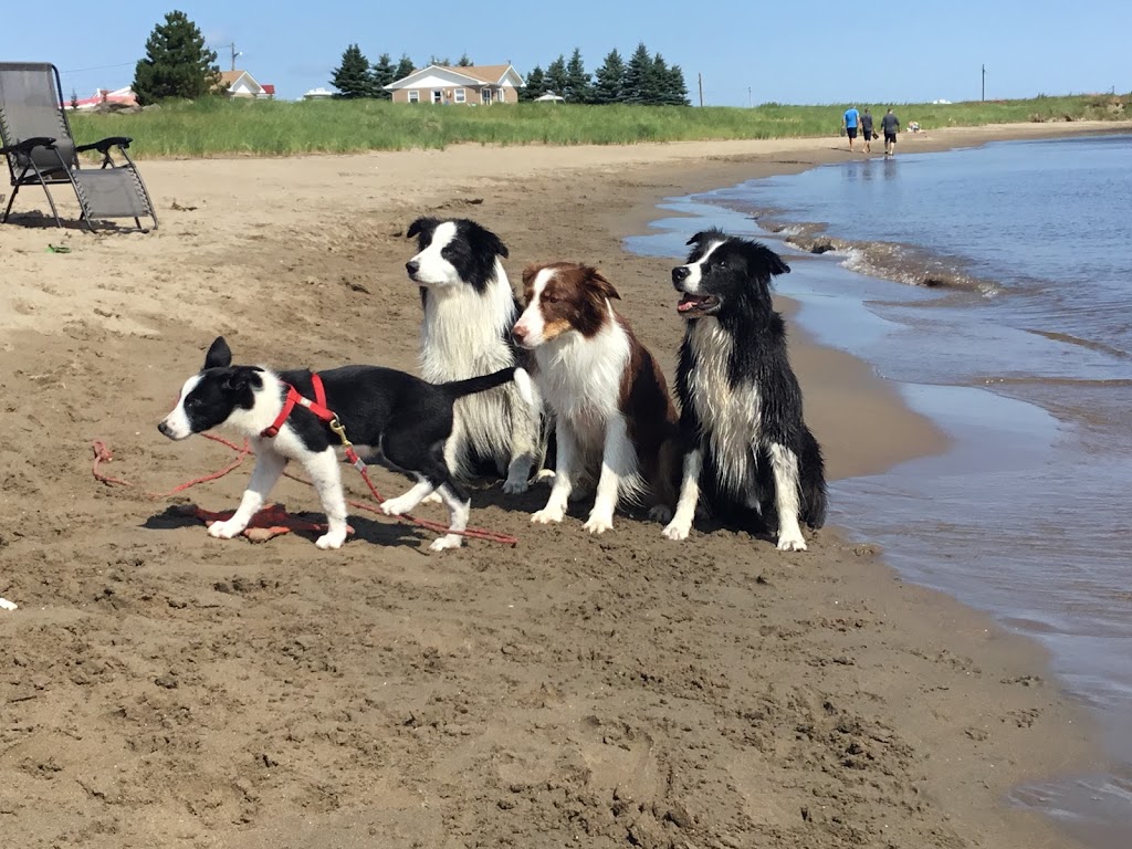 For the Love of Dog! Agility Training and Event Centre | 1638 PE-19, Prince Edward Island C0A 1H6, Canada | Phone: (902) 316-0219