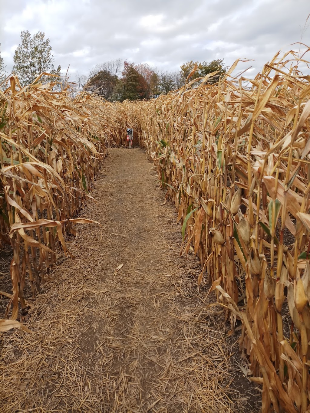 Corn Maze on Wolfe Island | 607 Rd 95 Wolfe Island, Frontenac Islands, ON K0H 2Y0, Canada | Phone: (613) 385-1998