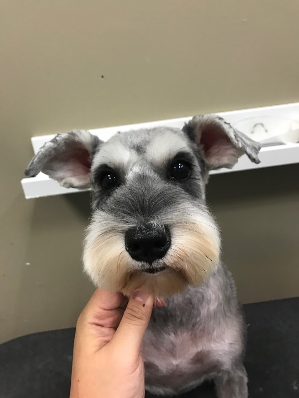 Pet Valu | 5200 Yonge St Unit 1, Toronto, ON M2N 5P6, Canada | Phone: (416) 222-8882