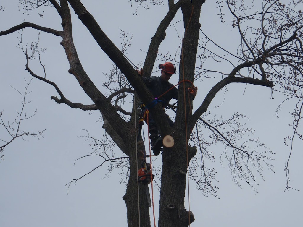 Natures Tree Service | point of interest | 7 Godden St, Collingwood, ON L9Y 4S4, Canada | 7058880381 OR +1 705-888-0381