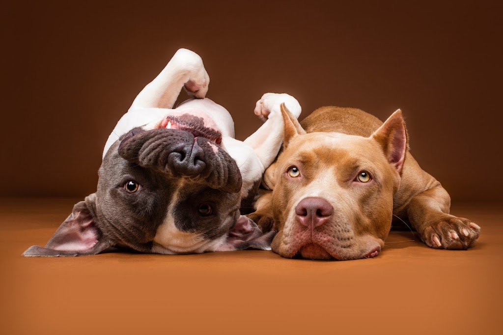 Brent DSilva Pet and Dog Photography | 88 Donna Dr, Brampton, ON L6Z 3T8, Canada | Phone: (647) 278-9932