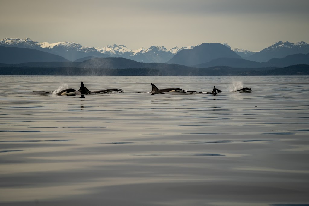 Island Life Expeditions | Marina, 9082 Clarkson Ave, Black Creek, BC V9J 1B3, Canada | Phone: (250) 895-9400